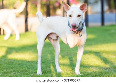 Disabled Dog Three Legs Standing