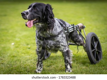 Disabled Dog In Wheels Having Fun