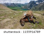 disabled Horse have three legs , sleep on the grass at Himalayas. Sleeping red horse on green grass. Found horse dying. Disabled horse lying in the field.