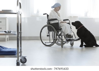 Disabled Hospital Patient With Cancer At Pet Therapy With A Large Black Dog