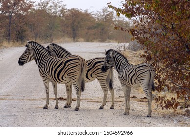 Disappearing Act Zebras Crossing Road