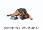 Disappointed hungry dog waiting next to an empty bowl, pet food concept