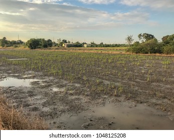 disaster flood in rice field at thailand