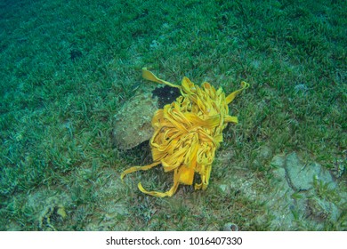 Discarded Carpet Ends Up Underwater Lying On The Seagrass