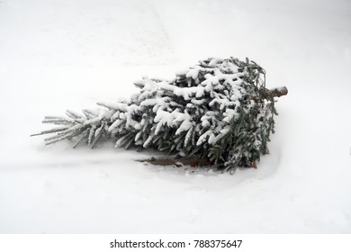 Discarded Christmas Tree In The Snow. 