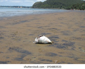 A Discarded Fish Head Alone On The Beach