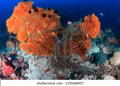 4,725 Coral reef damage Images, Stock Photos & Vectors | Shutterstock