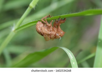 Discarded Insect Exoskeleton, Probably A Cicada Nymph Exoskeleton Attached To A Twig, South Africa.