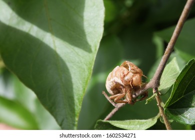 Discarded Insect Exoskeleton, Probably A Cicada Nymph Exoskeleton Attached To A Twig, South Africa.