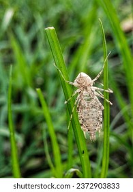 Discarded shells of dragonfly larvae. Macro photography. 