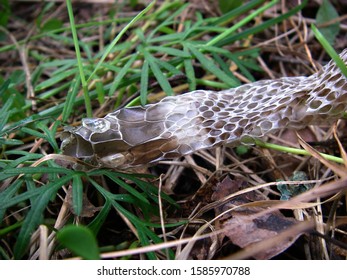 Discarded Snake Skin Head Close Stock Photo 1585970788 | Shutterstock