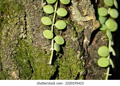 Dischidia Nummularia Variegata, Dischidia Nummularia Variegatege And Bryophyta Or Charophytes Plant