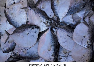 Disco Pomfret, Mirkarwada, Ratnagiri, Maharashtra, India. Pomfrets Are Perciform Fishes Belonging To The Family Bramidae