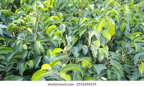 Descubra la belleza Ficus