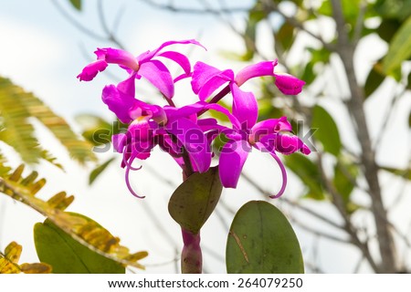 Discover the beauty of the rare and vibrant purple orchids found in the lush and diverse Ecuadorian Amazonian jungle.