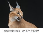 Discover the elusive caracal, an agile predator of African savannahs, known for its big ears and stealthy hunting behavior