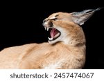 Discover the elusive caracal, an agile predator of African savannahs, known for its big ears and stealthy hunting behavior