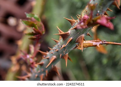 Discover the exquisite beauty of a rose thorn stem in stunning closeup detail. Explore nature's intricate wonders in this captivating photo taken after a light spring rain storm