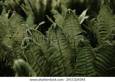 Similar – Image, Stock Photo asparagus Colour photo