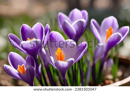 Discover the Splendor of Spring Through Purple Crocus Flowers in a Garden