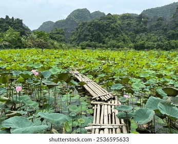 Discover the stunning green landscapes of Vietnam, showcasing vibrant rice terraces, lush mountains, and serene nature. Perfect for nature enthusiasts and travel lovers seeking breathtaking scenery - Powered by Shutterstock