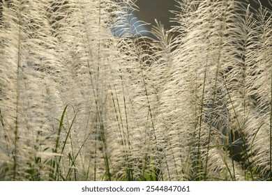 Discover a tranquil scene of lush grass swaying gently in the breeze, with delicate plumes catching the sunlight, creating an ethereal atmosphere in a natural outdoor setting. - Powered by Shutterstock