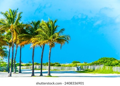 Discover tropical bliss with palm trees in Miami Beach! Sunny summer vibes captured in stock photos. Immerse in beach scenes from Crandon Park to Key Biscayne. Explore coconut palm trees along