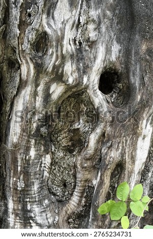 Discovering a face in the bark of a tree