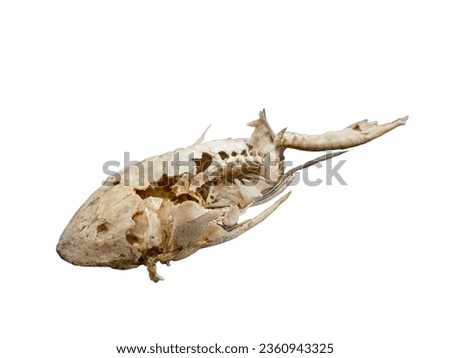 Discovery of ancient fish skeleton specimen isolated on white background.