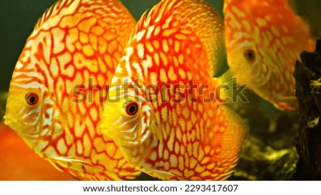 Discus aquarium fish, symphysochon eaquifasciatus, colorful fish closeup.