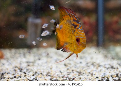 Discus Family With Fry.