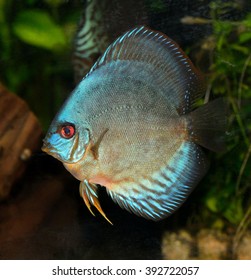 Specimen Blue Discus Cichlid Tropical Aquarium Stock Photo (Edit Now ...