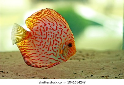 Discus fish in Aquarium