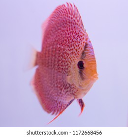 Discus fish in an aquarium on a white background