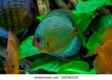 6,102 Diamond fish Images, Stock Photos & Vectors | Shutterstock