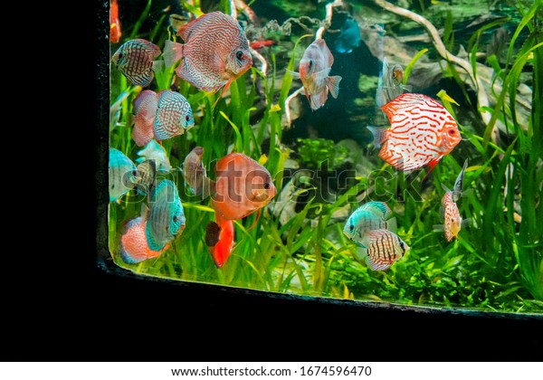 Discus Fish Aquarium Tropical Fish Symphysodon Stock Foto Rediger Nu