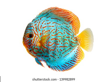 Discus Fish Isolated on white Background