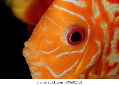 Discus Fish Portrait