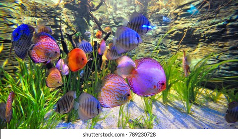 Discus Fish Swimming