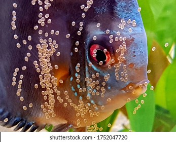The discus fish (Symphysodon aequifasciatus) are spawning in the fish tank. the parent are closely take care their eggs.