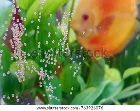 Discus Fish Care 6