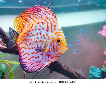 Discus Fish Tank Few Neon Fish Stock Photo 1880889454 