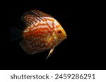 Discus. Symphysodon Discus. Black background. 