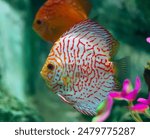 Discus (Symphysodon) fish swimming underwater in an aquarium