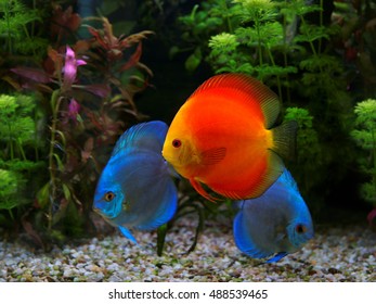 Discus (Symphysodon), multi-colored cichlid in the aquarium, the freshwater fish native to the Amazon River basin