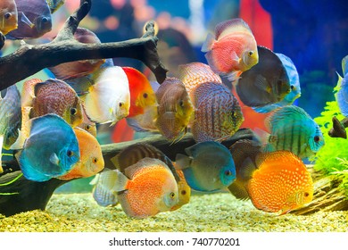 Discus Symphysodon Multicolored Cichlids Aquarium Stock Photo 740770201 ...