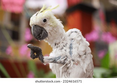 a disease in cockatoos (Cacatuidae) that causes baldness is Psitacine Beak and Feather Disease (PBFD). causes itching on the skin, so birds try to reduce the itching by plucking their own feathers.