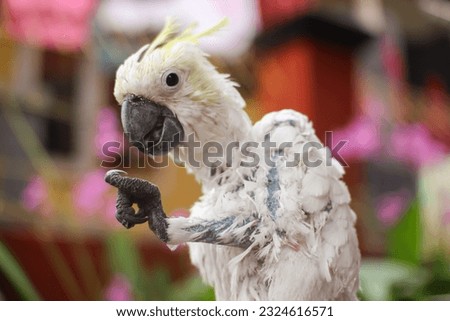 a disease in cockatoos (Cacatuidae) that causes baldness is Psitacine Beak and Feather Disease (PBFD). causes itching on the skin, so birds try to reduce the itching by plucking their own feathers.