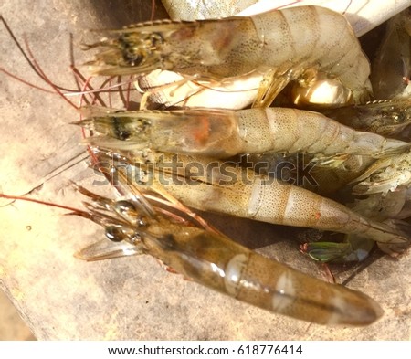 Disease in dead shrimp express,EMS syndrome Zdjęcia stock © 