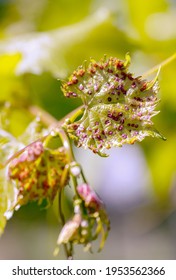 Disease of grapes with phylloxera on young leaves.